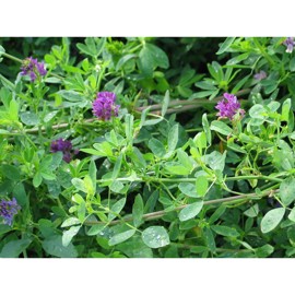 Lucerne  SW Nexus C - 2 kg